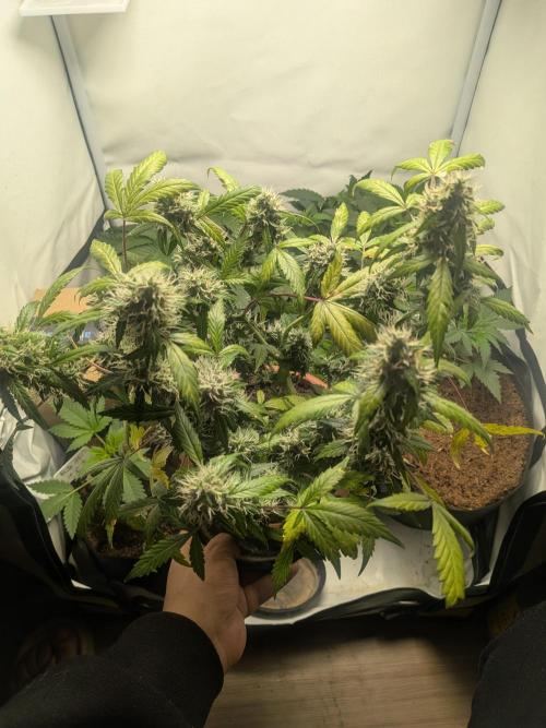 🥦Honey, I Shrunk the Broccoli! Micro. Week 11