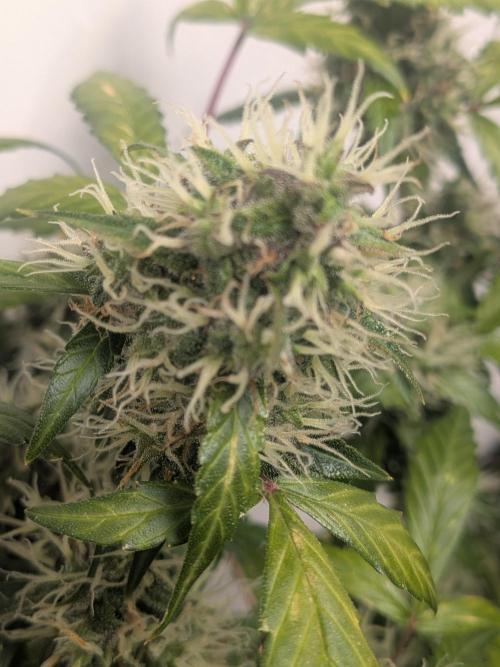 🥦Honey, I Shrunk the Broccoli! Micro. Week 11