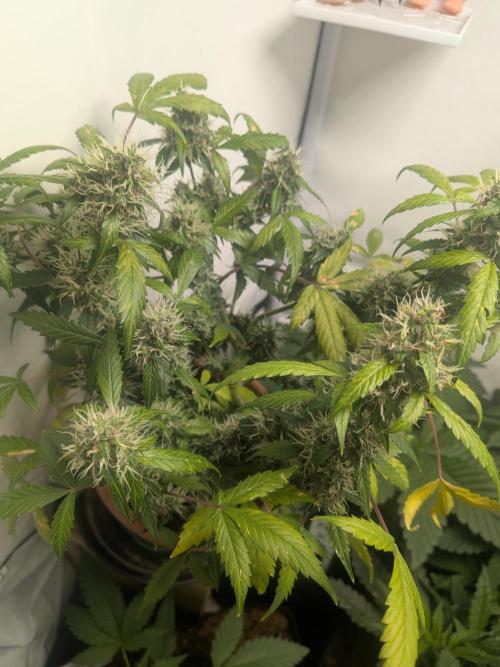 🥦Honey, I Shrunk the Broccoli! Micro. Week 11
