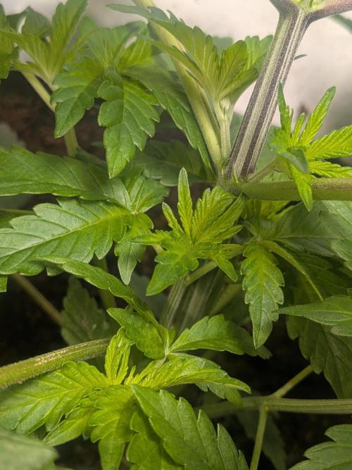 Khalifa Kush | outdoor 2026. Week 4
