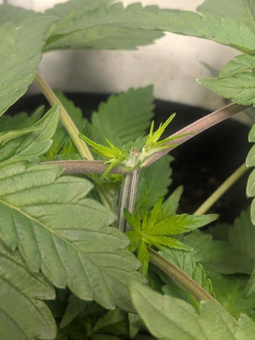 Khalifa Kush | outdoor 2026. Week 4
