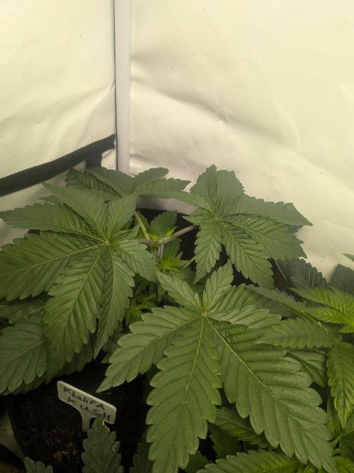 Khalifa Kush | outdoor 2026. Week 4