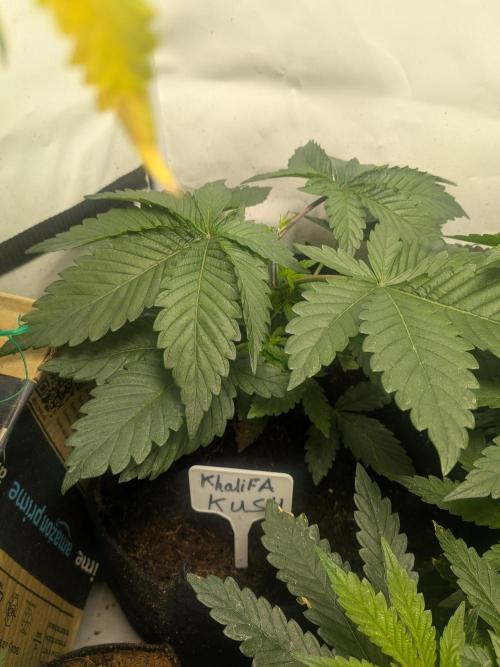 Khalifa Kush | outdoor 2026. Week 4