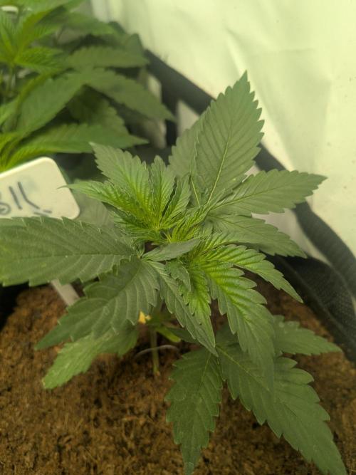 RS11(B) | GanjaFarmer. Week 3