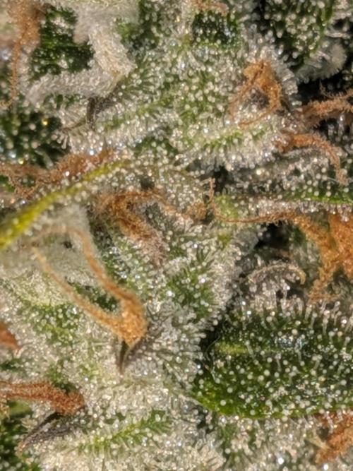 Sticky broccoli  🥦 Eternity Cup 2026. Week 14