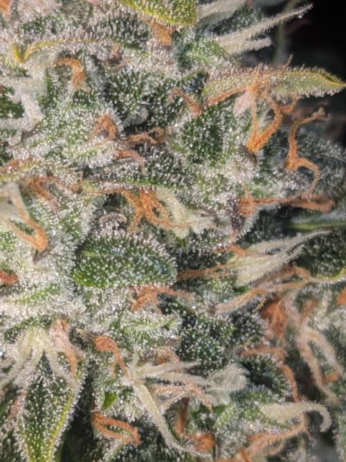 Sticky broccoli  🥦 Eternity Cup 2026. Week 14