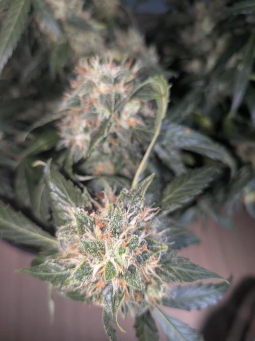 Sticky broccoli  🥦 Eternity Cup 2026. Week 14
