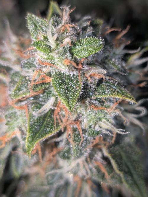Sticky broccoli  🥦 Eternity Cup 2026. Week 14