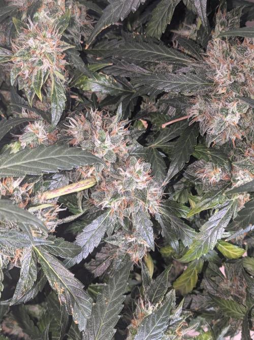 Sticky broccoli  🥦 Eternity Cup 2026. Week 14