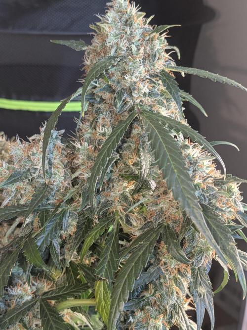 Sticky broccoli  🥦 Eternity Cup 2026. Week 14