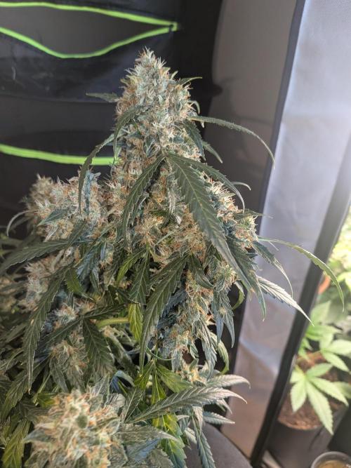 Sticky broccoli  🥦 Eternity Cup 2026. Week 14