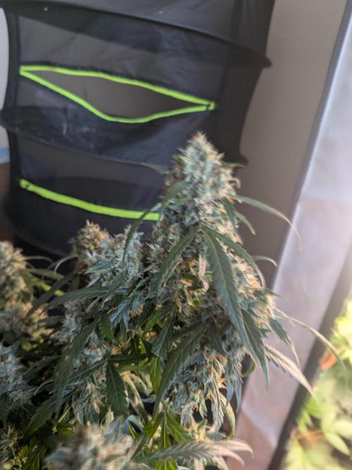 Sticky broccoli  🥦 Eternity Cup 2026. Week 14