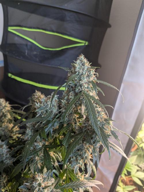 Sticky broccoli  🥦 Eternity Cup 2026. Week 14