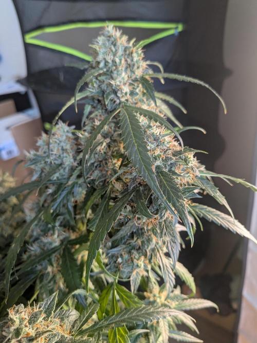 Sticky broccoli  🥦 Eternity Cup 2026. Week 14