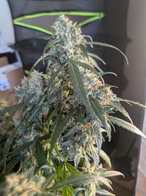 Sticky broccoli  🥦 Eternity Cup 2026. Week 14