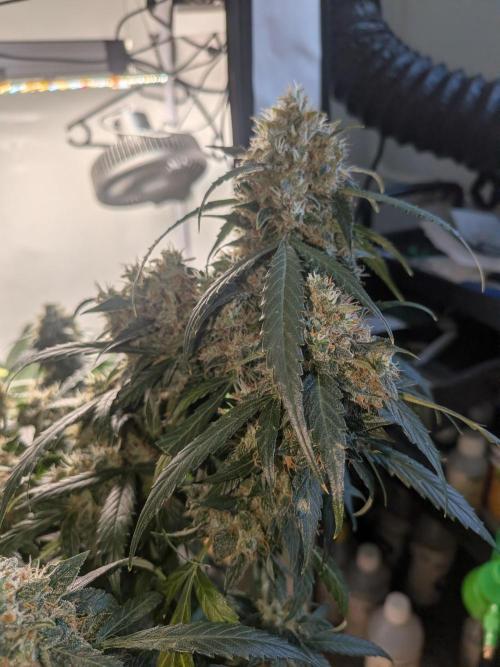 Sticky broccoli  🥦 Eternity Cup 2026. Week 14