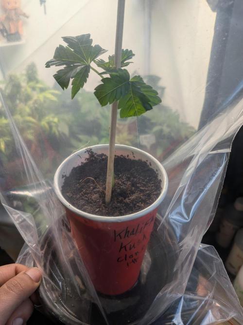 Khalifa Kush | outdoor 2026. Week 4