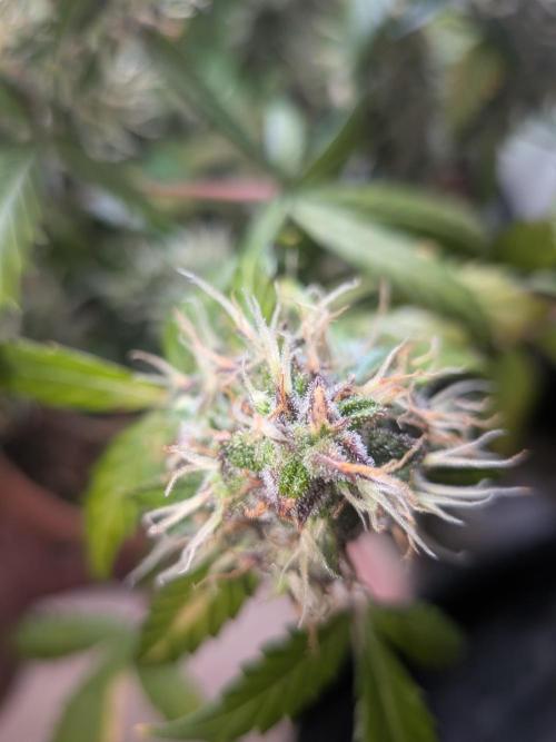 🥦Honey, I Shrunk the Broccoli! Micro. Week 12
