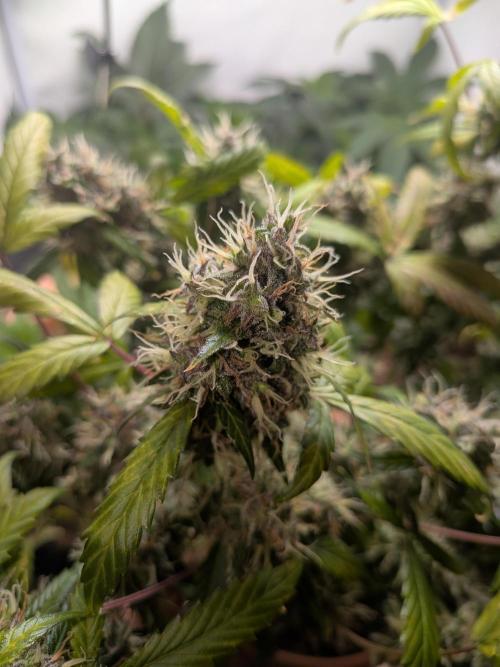 🥦Honey, I Shrunk the Broccoli! Micro. Week 12