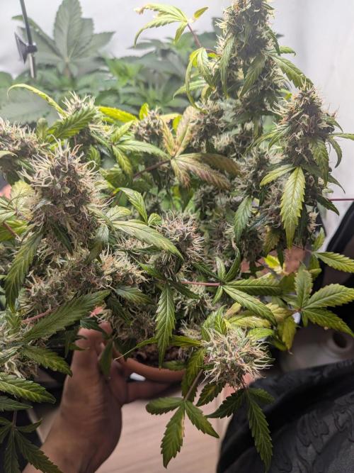 🥦Honey, I Shrunk the Broccoli! Micro. Week 12