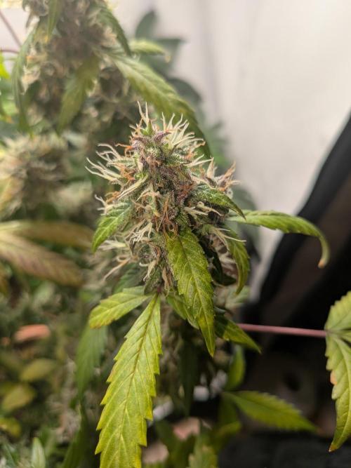 🥦Honey, I Shrunk the Broccoli! Micro. Week 12