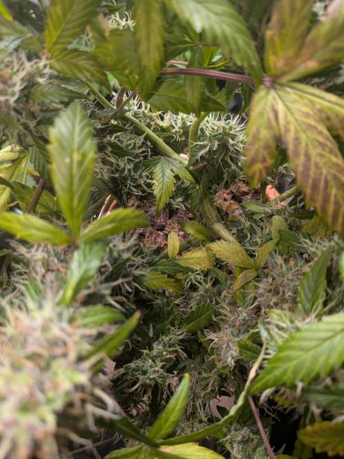 🥦Honey, I Shrunk the Broccoli! Micro. Week 12