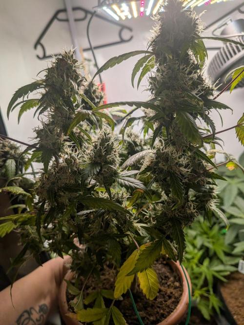 🥦Honey, I Shrunk the Broccoli! Micro. Week 12
