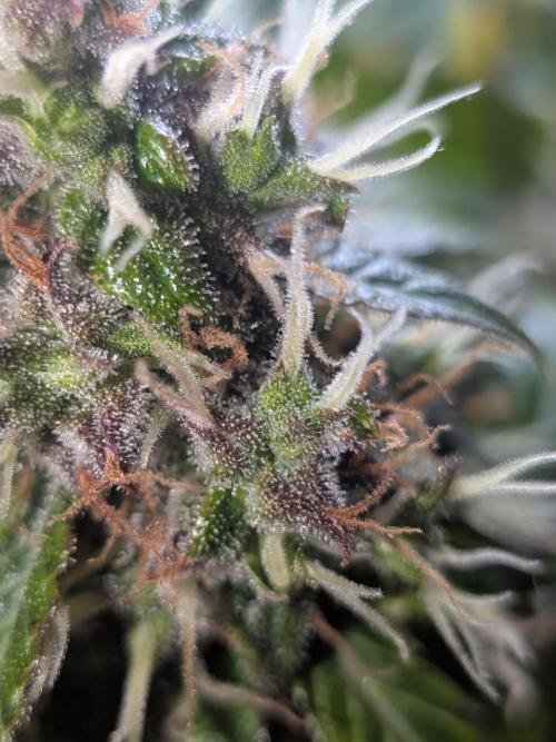 🥦Honey, I Shrunk the Broccoli! Micro. Week 12