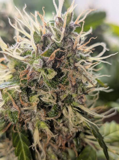 🥦Honey, I Shrunk the Broccoli! Micro. Week 12