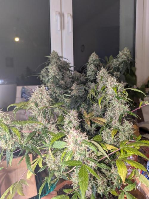 🥦Honey, I Shrunk the Broccoli! Micro. Week 12