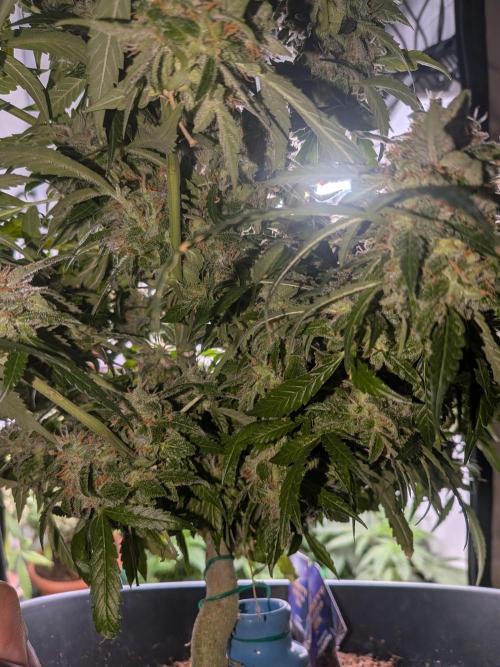 Sticky broccoli  🥦 Eternity Cup 2026. Week 15