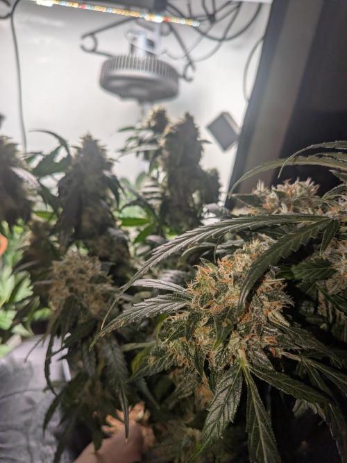 Sticky broccoli  🥦 Eternity Cup 2026. Week 15