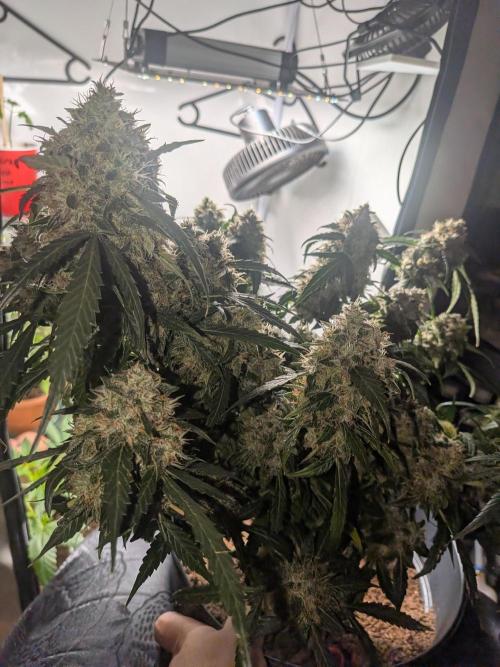 Sticky broccoli  🥦 Eternity Cup 2026. Week 15