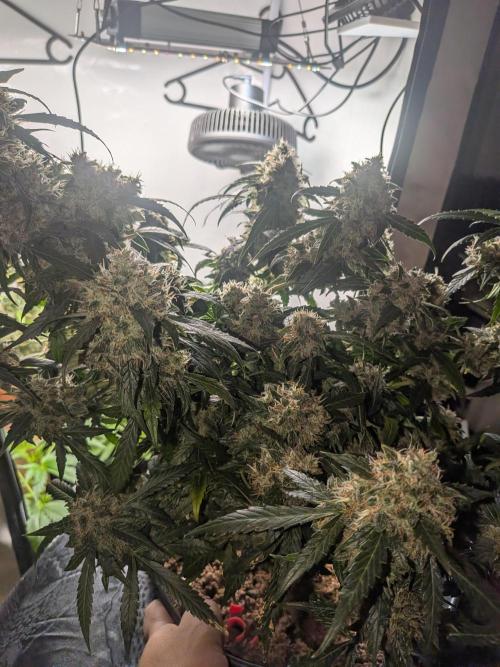 Sticky broccoli  🥦 Eternity Cup 2026. Week 15