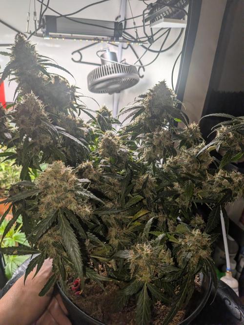 Sticky broccoli  🥦 Eternity Cup 2026. Week 15