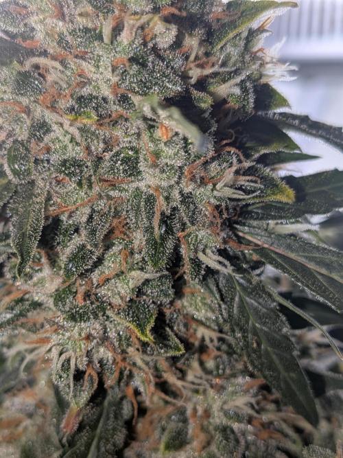 Sticky broccoli  🥦 Eternity Cup 2026. Week 15
