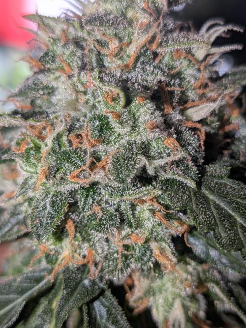 Sticky broccoli  🥦 Eternity Cup 2026. Week 15