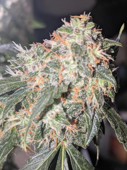 Sticky broccoli  🥦 Eternity Cup 2026. Week 15