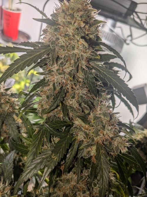 Sticky broccoli  🥦 Eternity Cup 2026. Week 15