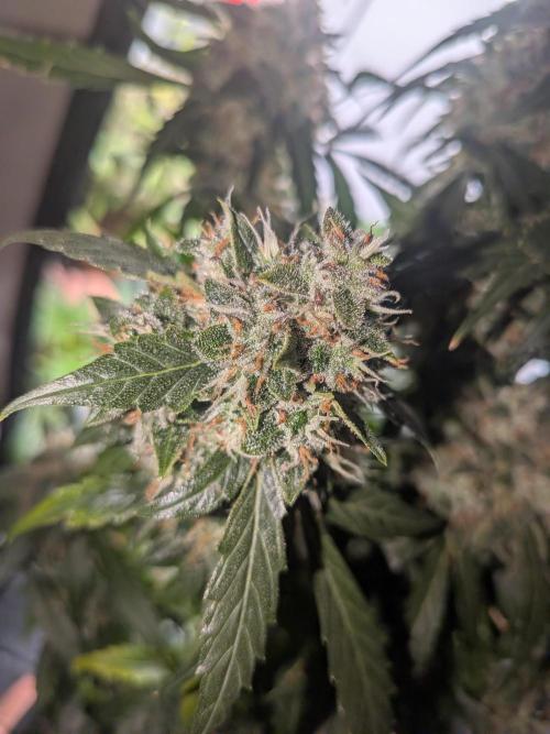 Sticky broccoli  🥦 Eternity Cup 2026. Week 15