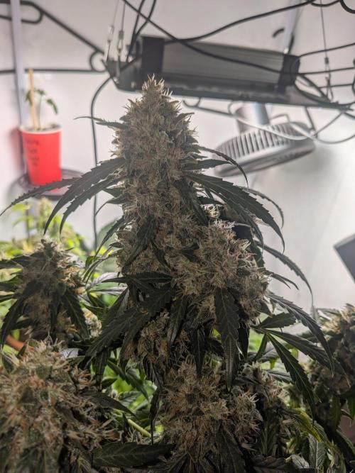 Sticky broccoli  🥦 Eternity Cup 2026. Week 15