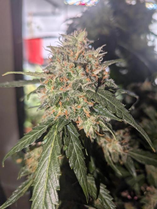 Sticky broccoli  🥦 Eternity Cup 2026. Week 15
