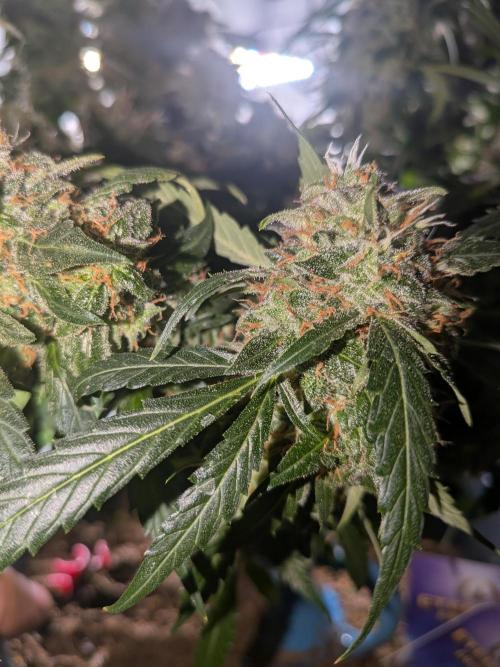Sticky broccoli  🥦 Eternity Cup 2026. Week 15