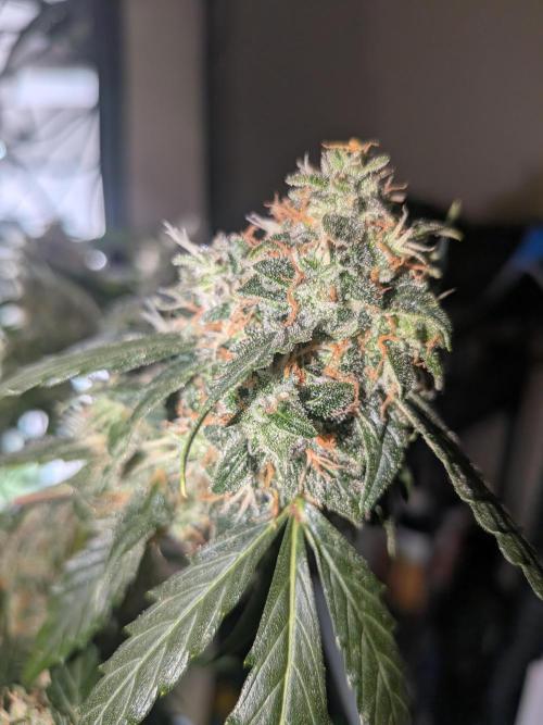 Sticky broccoli  🥦 Eternity Cup 2026. Week 15
