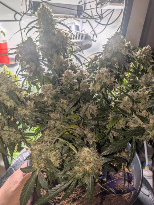 Sticky broccoli  🥦 Eternity Cup 2026. Week 15