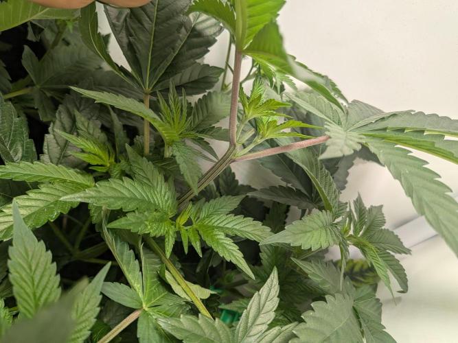 Mellow Jelly | Exclusive Zamnesia. Week 7