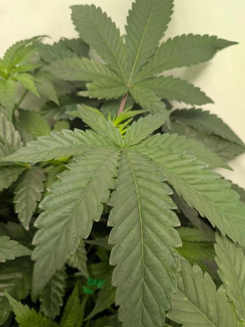 Mellow Jelly | Exclusive Zamnesia. Week 7