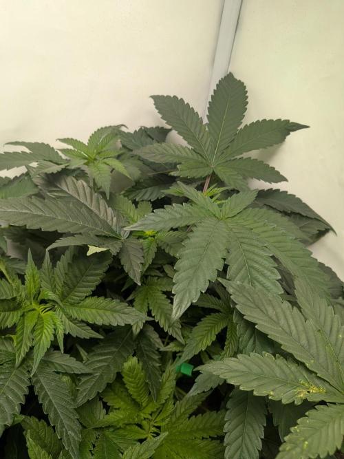 Mellow Jelly | Exclusive Zamnesia. Week 7