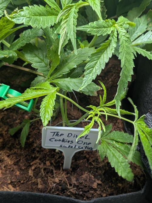 Devil Cookies One | USA Genetics 2026. Week 7