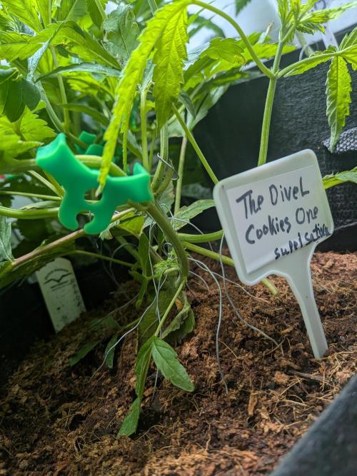 Devil Cookies One | USA Genetics 2026. Week 7